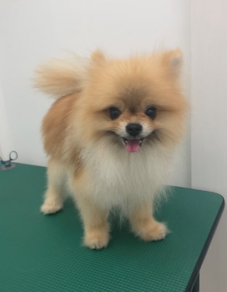 ルンドちゃん