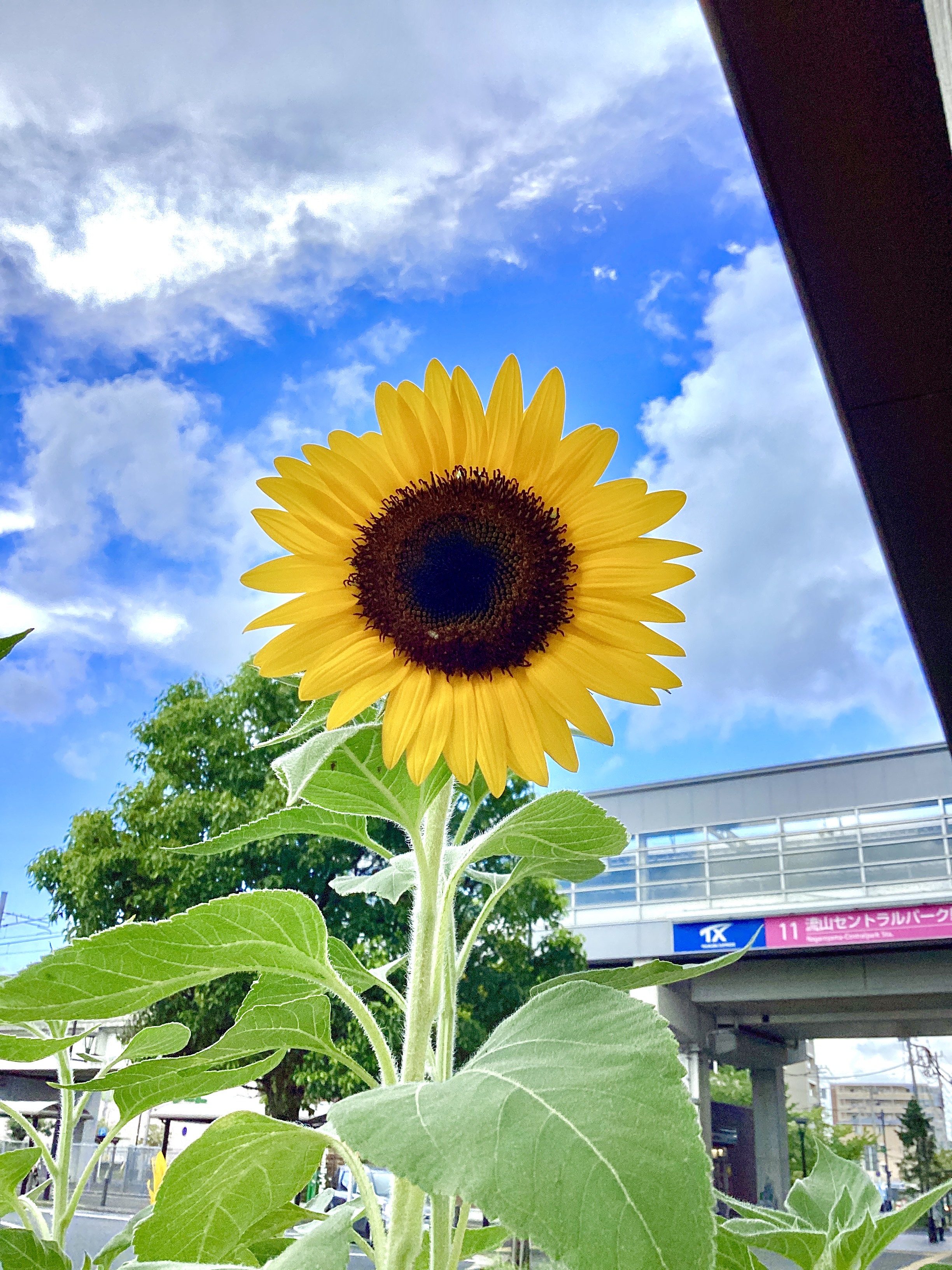 ひまわり