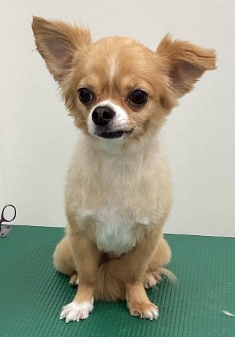 虎鉄くん