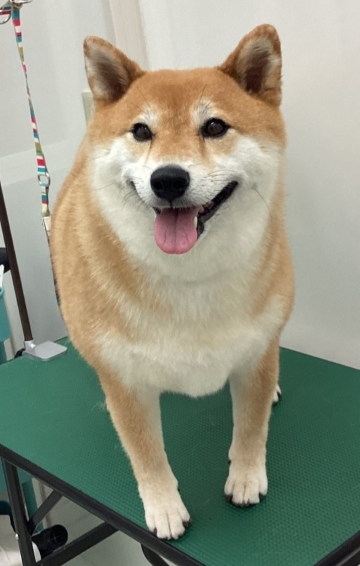 サニーちゃん