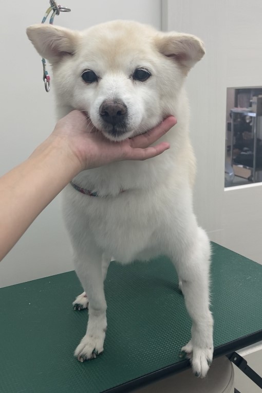 ラフちゃん