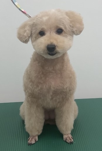 くるみちゃん