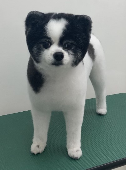 ころんちゃん