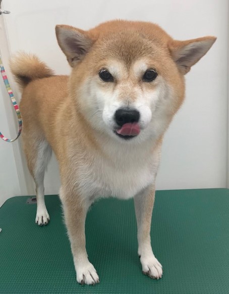 心愛ちゃん