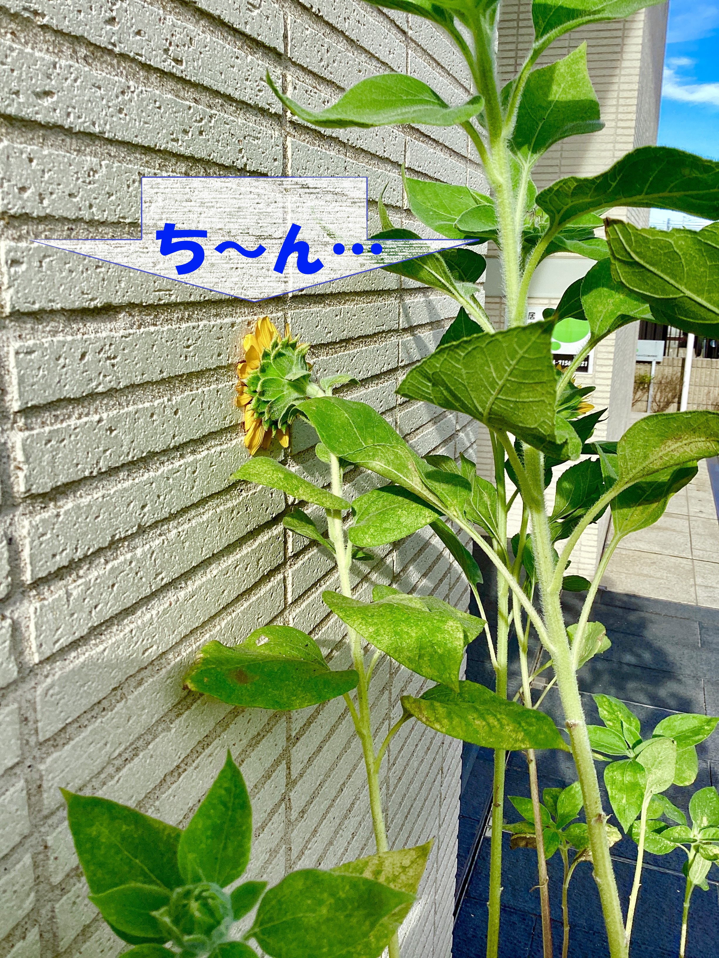 ヤなことあったひまわり