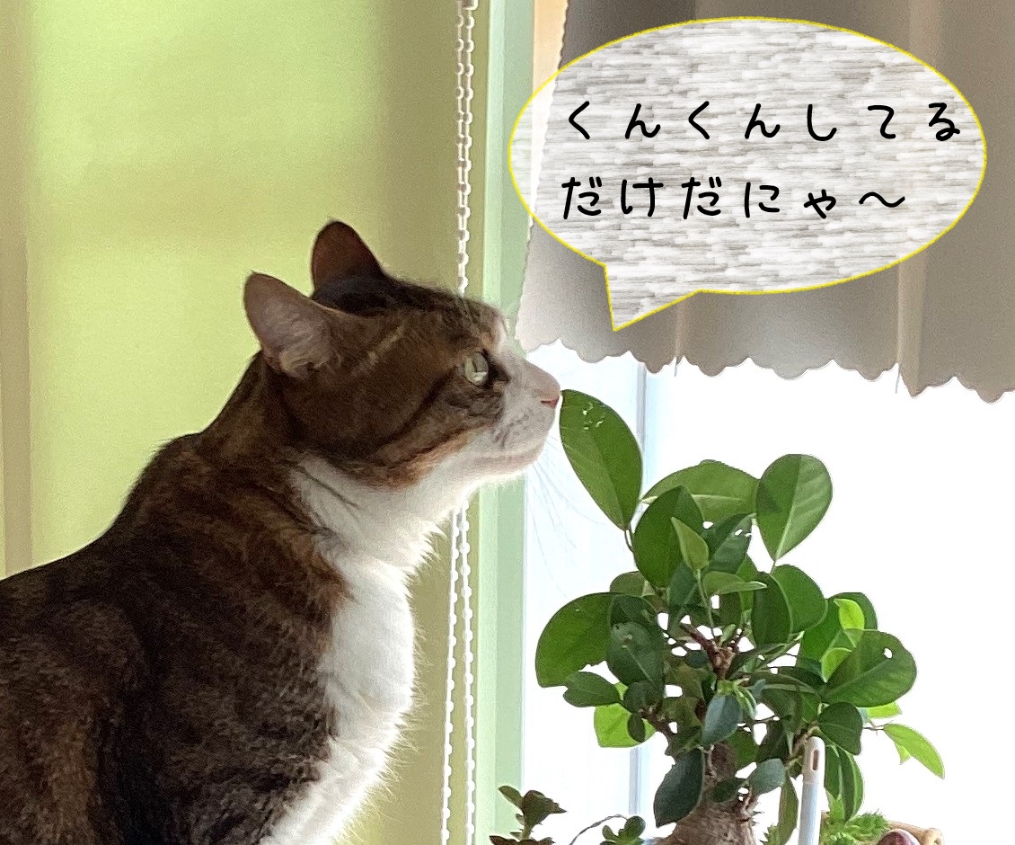 なんもしてません