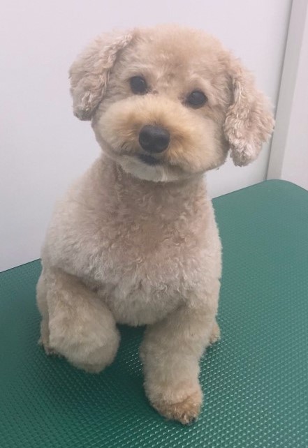 ムクくん