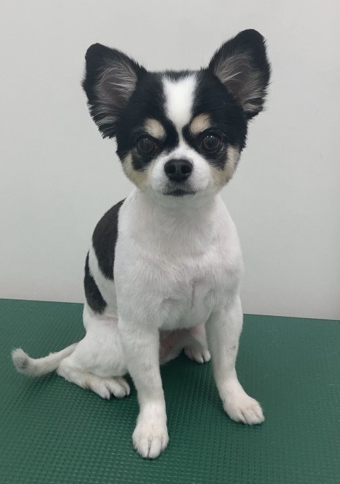 まろちゃん