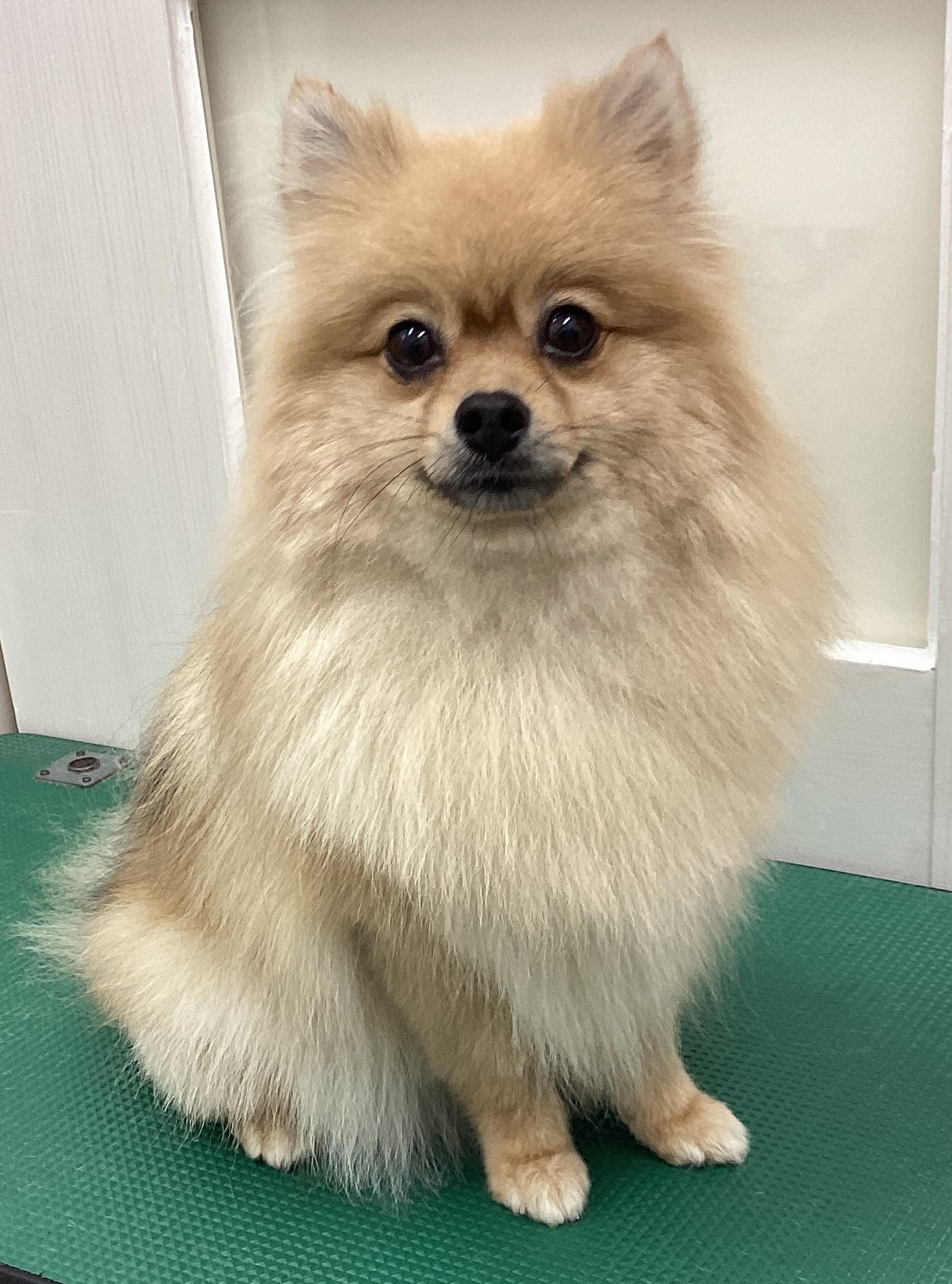 すずちゃん