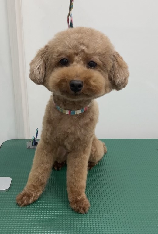 ココちゃん