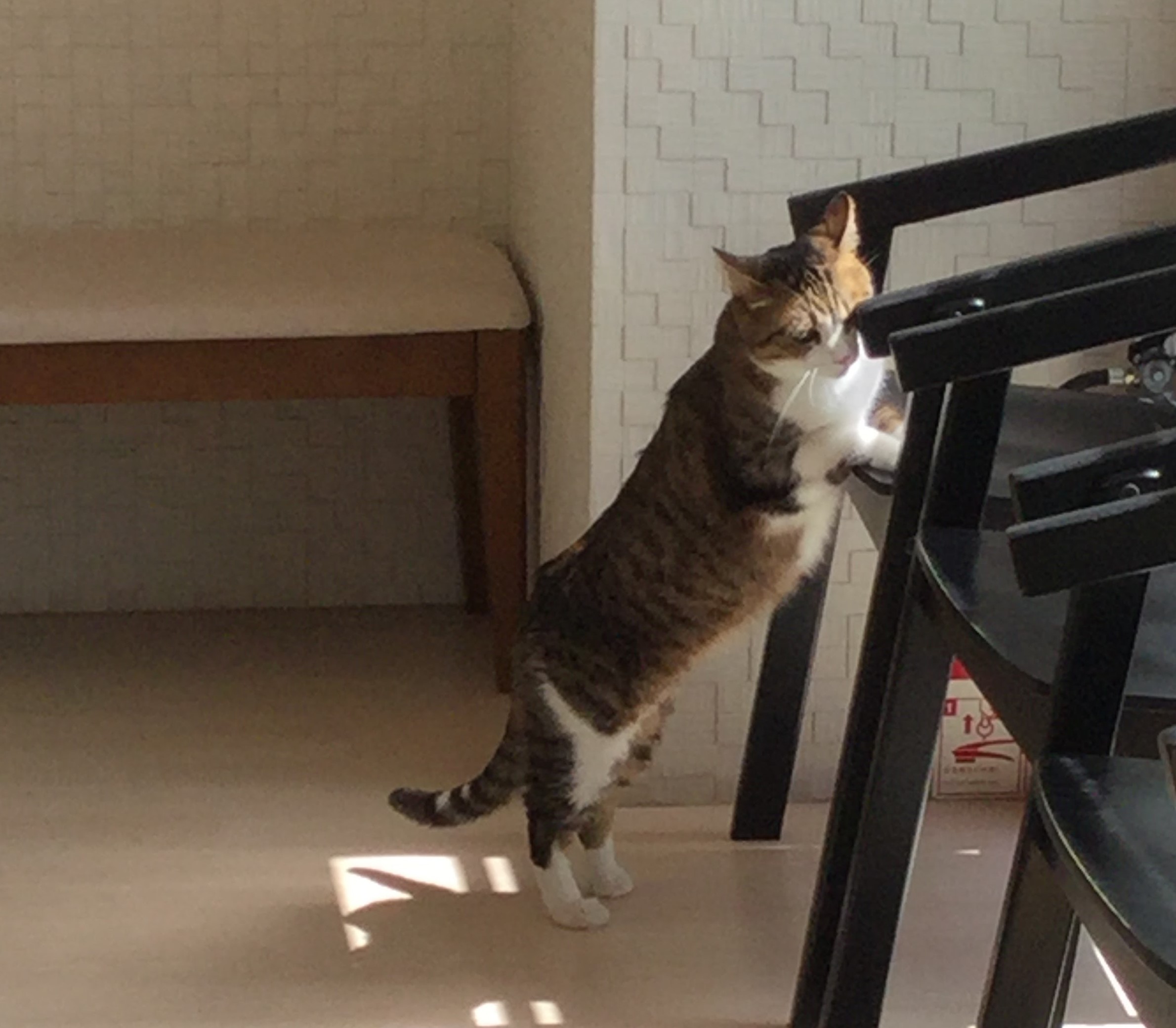 ニャルソック
