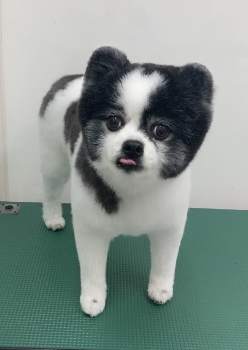 ころんちゃん