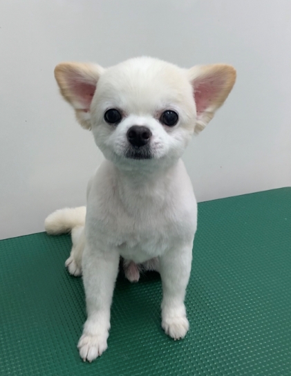 ノアくん