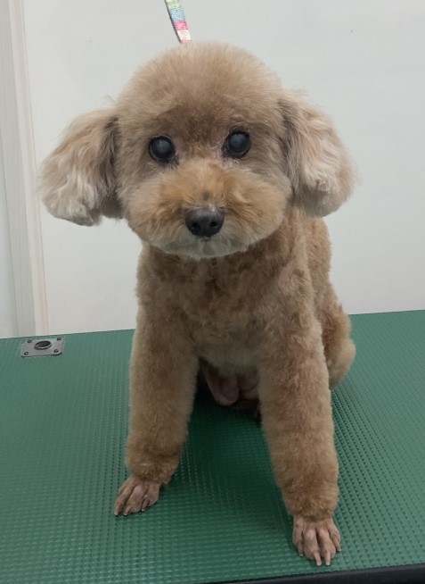 ニコちゃん