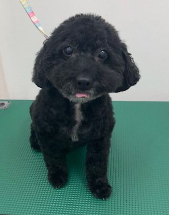 ハナちゃん