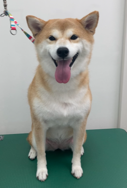 心愛ちゃん