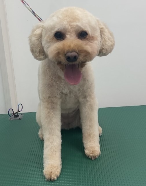 フィオちゃん