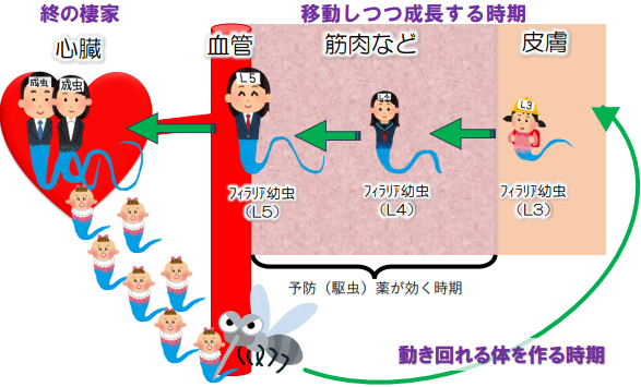 ライフサイクル