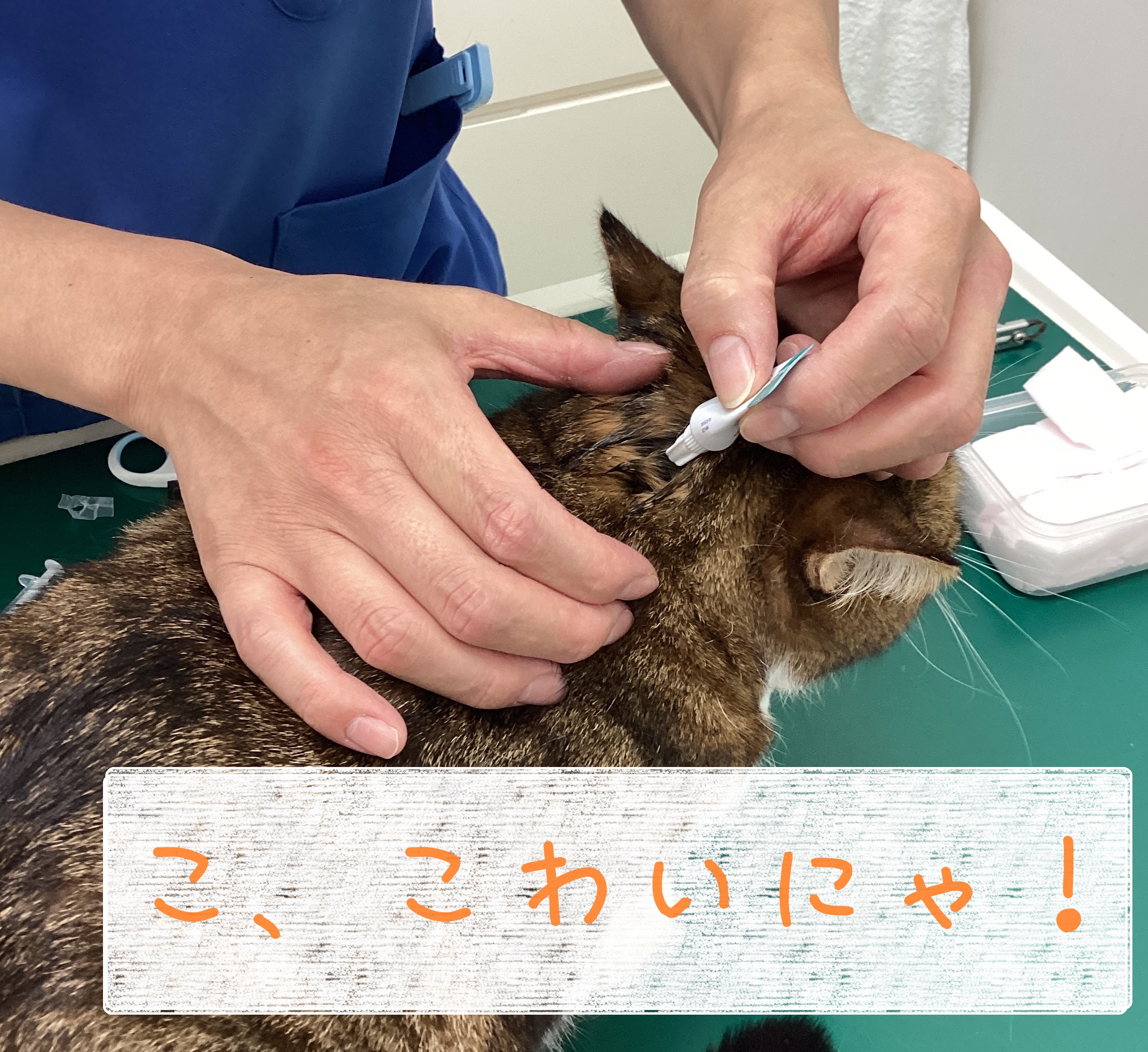大袈裟