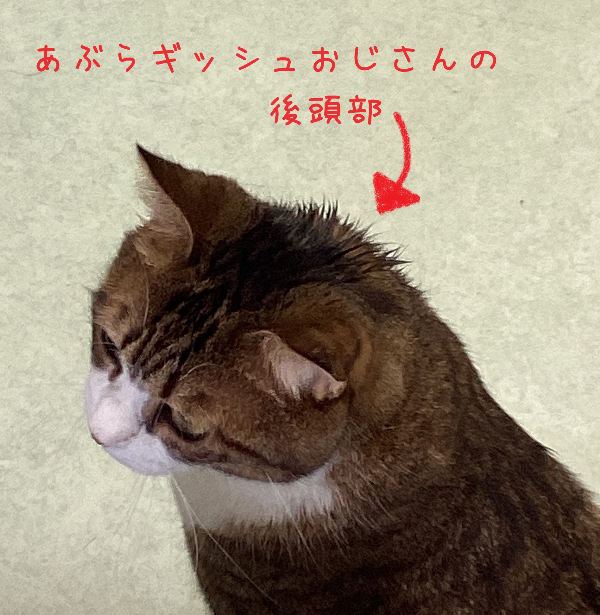 おじさんの後頭部