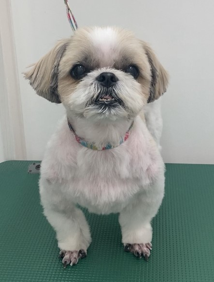 ぷりんちゃん