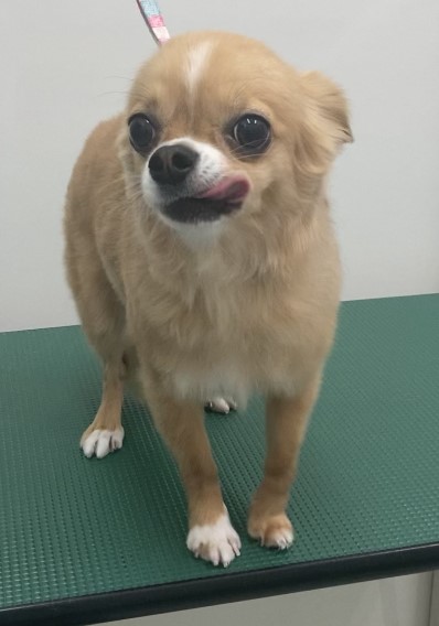虎鉄くん