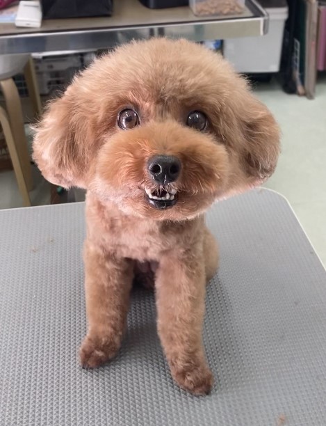 ココちゃん