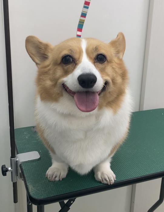 ヒバナちゃん