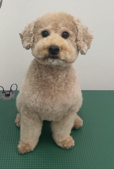 ムクくん