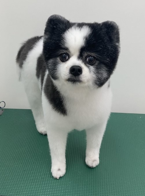 コロンちゃん