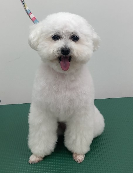 レモちゃん
