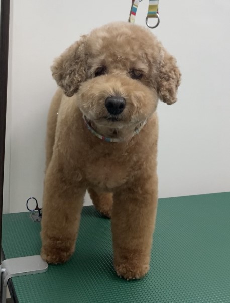 くるみちゃん