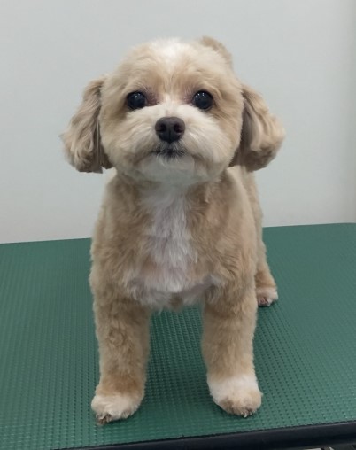 あんずちゃん