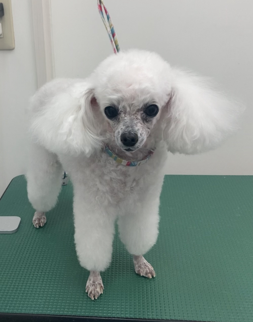 モコちゃん
