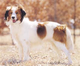 犬界のコイケさん