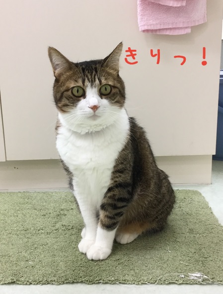 しゃきっとのーん