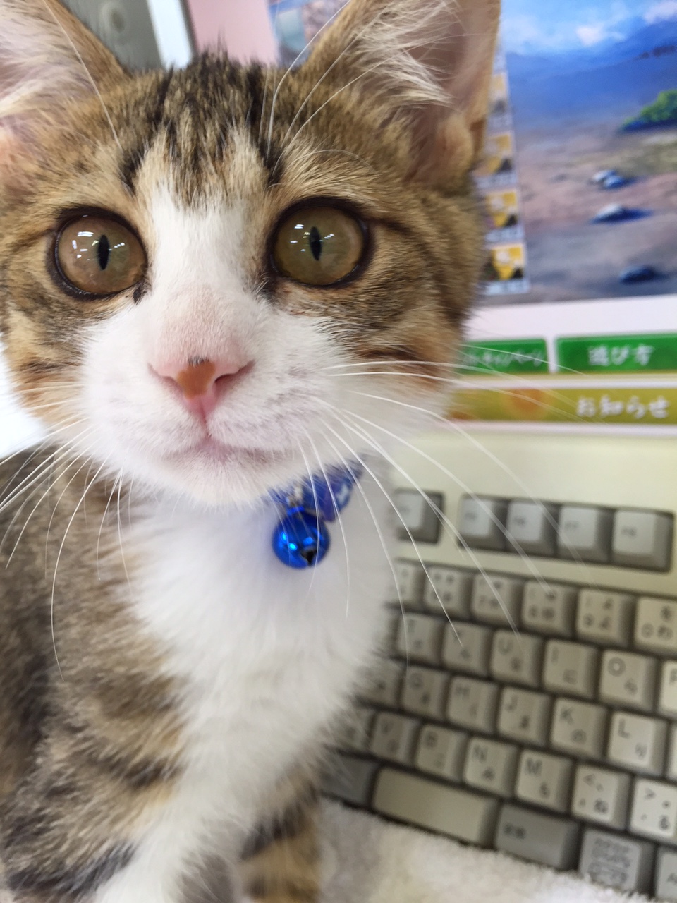 ちびのん