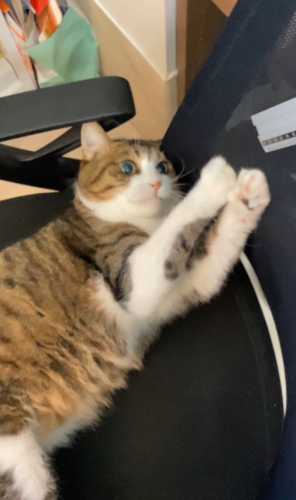 一生懸命