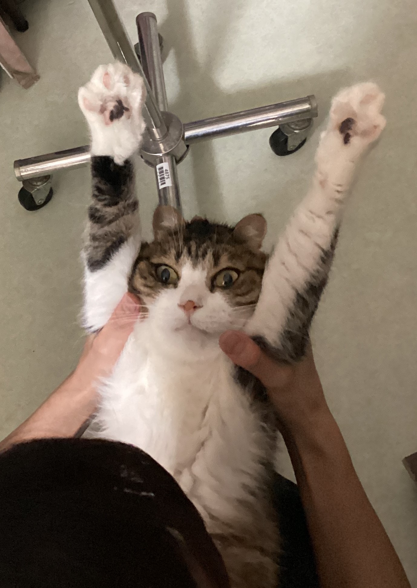 まがお
