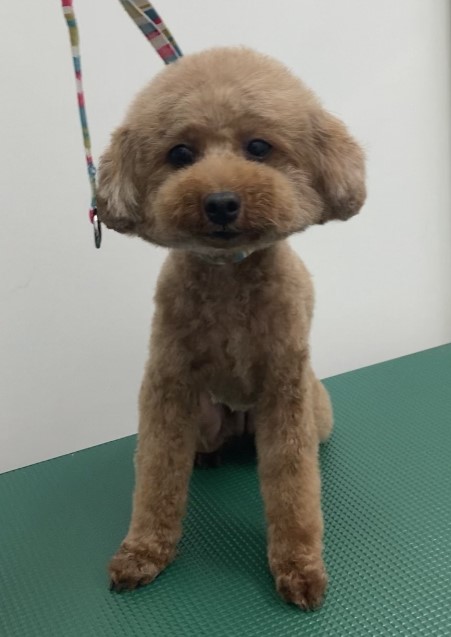 ココちゃん