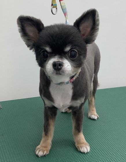 チロルちゃん