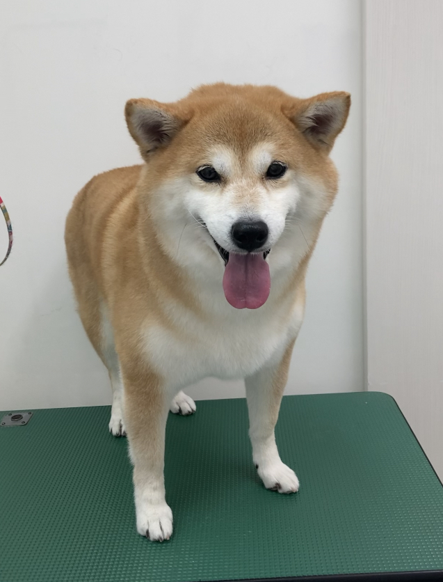 心愛ちゃん