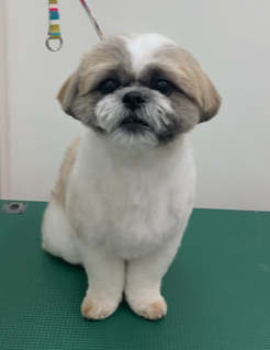 ここねちゃん