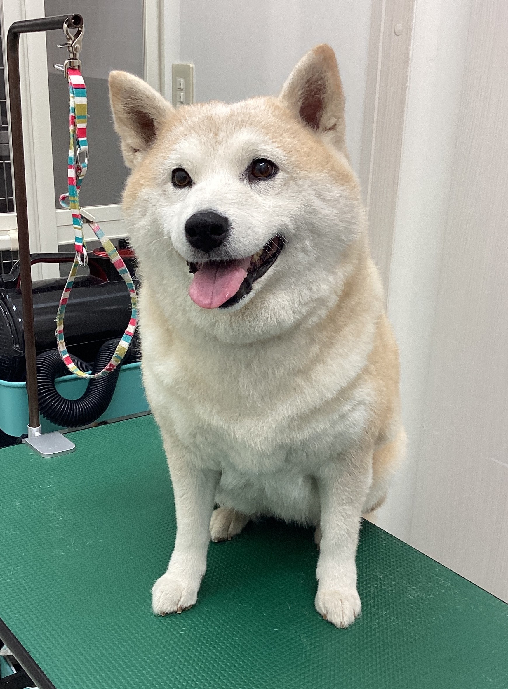 うめちゃん