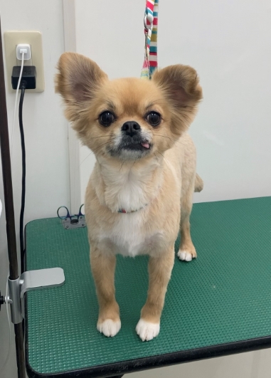ペグちゃん