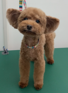 ハルタくん