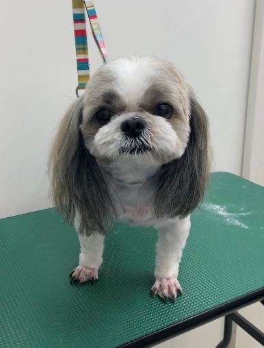 ハナちゃん