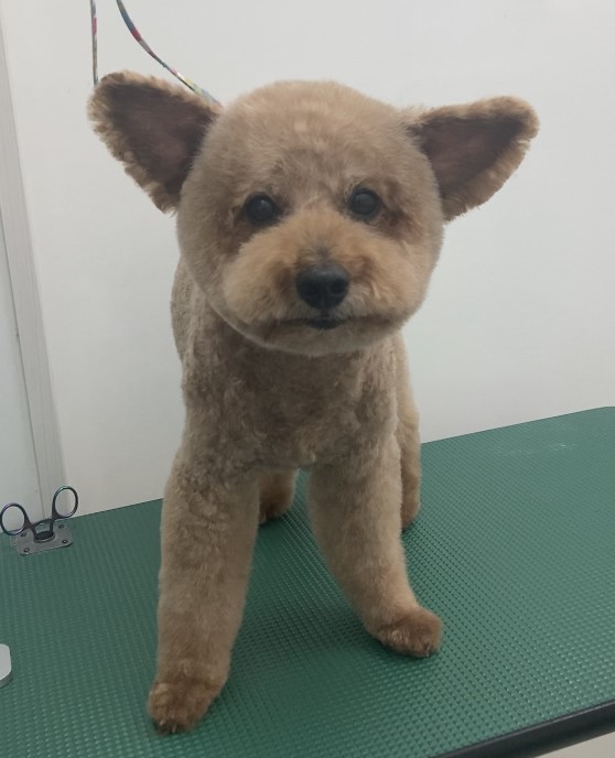 小麦くん