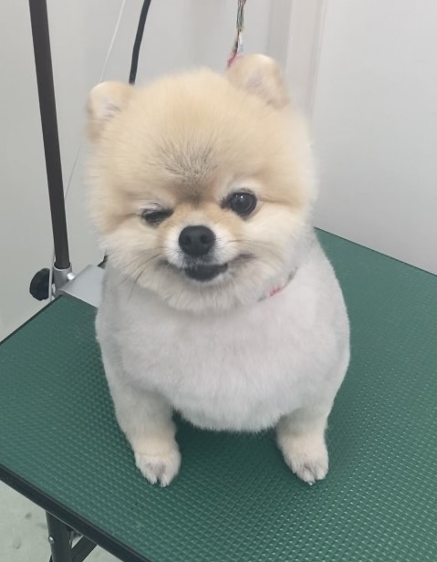 ショコラちゃん