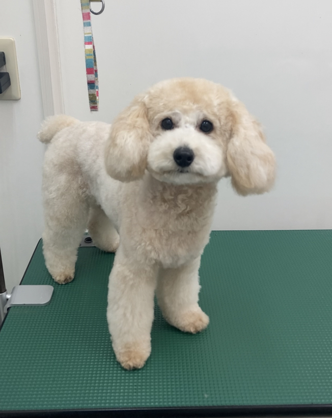 コロンちゃん